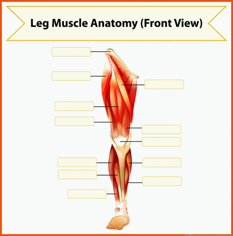 Bilder â Beine Anatomie | Gratis Vektoren, Fotos und PSDs für arbeitsblatt muskeln