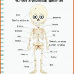 Bilder â Sacrum Gratis Vektoren, Fotos Und Psds Fuer Skelett Arbeitsblatt Kostenlos