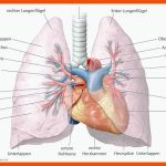 Bildergebnis FÃ¼r Aufbau Der Lunge Arbeitsblatt Anatomie Und ... Fuer Aufbau Der Lunge Arbeitsblatt