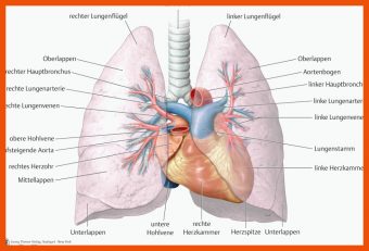 Aufbau Der Lunge Arbeitsblatt
