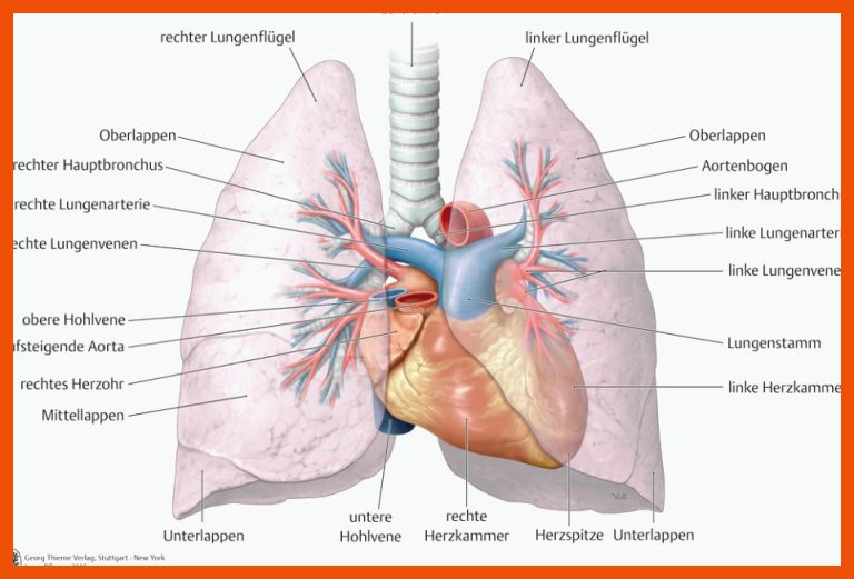 Bildergebnis FÃ¼r Aufbau Der Lunge Arbeitsblatt Anatomie Und ... Fuer Aufbau Der Lunge Arbeitsblatt