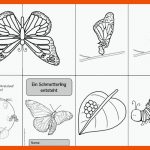 Bildergebnis FÃ¼r Von Der Raupe Zum Schmetterling Arbeitsblatt ... Fuer Von Der Raupe Zum Schmetterling Arbeitsblatt Kindergarten