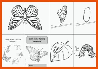 13 Von Der Raupe Zum Schmetterling Arbeitsblatt Kindergarten