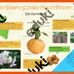 Billy-biber- Schlau-mach-poster_die Kartoffel ... Fuer Geschichte Der Kartoffel Arbeitsblatt