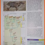 Bio Hausaufgabe Hilfe Urpferd? (schule, Biologie, Pferde) Fuer Arbeitsblatt Pferd Biologie