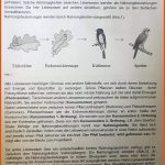 Bio! Hilfe ð­ð­ð­? (schule, Biologie, Hausaufgaben) Fuer Nahrungsbeziehungen Im Wald Arbeitsblatt