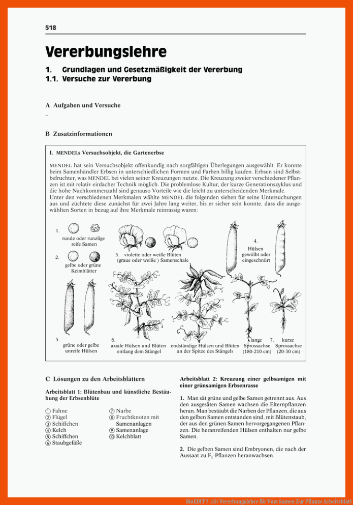 BioEDIT 7-10: Vererbungslehre für vom samen zur pflanze arbeitsblatt