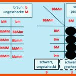 Biologie 11/distanzunterricht â Rmg-wiki Fuer Dihybrider Erbgang Arbeitsblatt