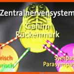 Biologie - 2. Nervensystem: Zusammenspiel Der Nervensysteme ... Fuer Nervensystem Arbeitsblatt Pdf