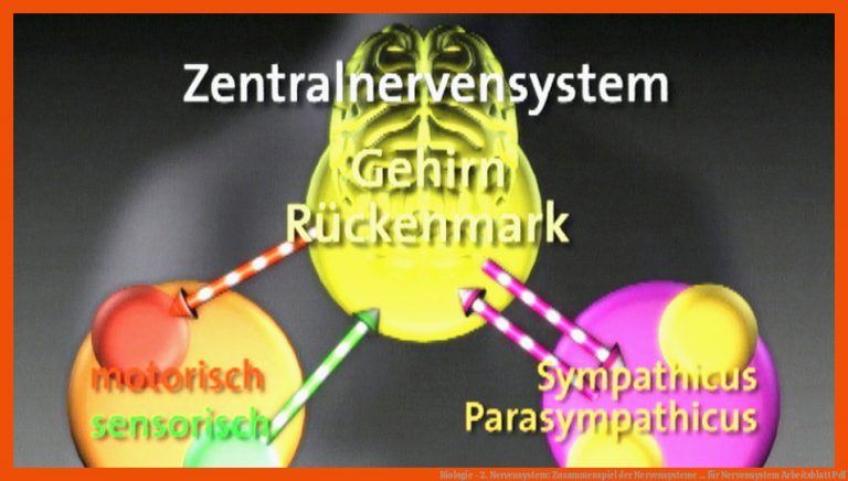 Biologie - 2. Nervensystem: Zusammenspiel Der Nervensysteme ... Fuer Nervensystem Arbeitsblatt Pdf