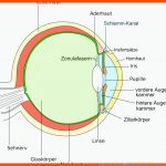 Biologie: 9. Klasse Das Auge â Schulstoff.org Fuer Stäbchen Und Zapfen Arbeitsblatt