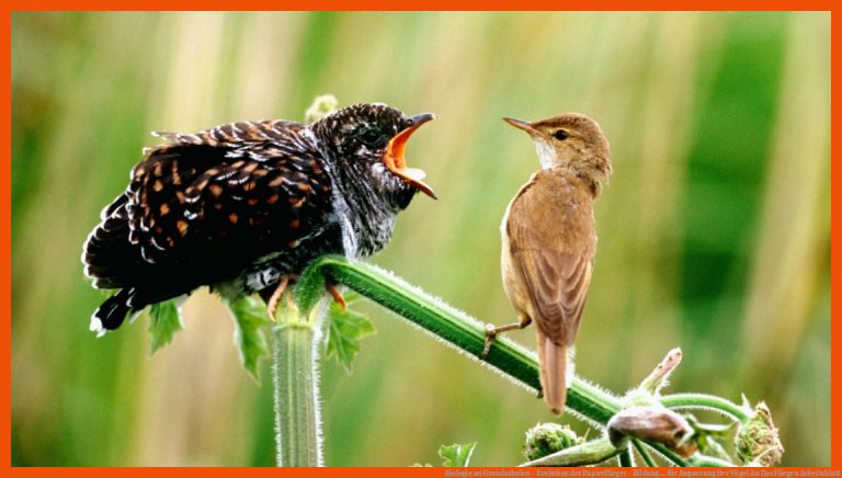 Biologie an Grundschulen - Evolution der Papierflieger - Bildung ... für anpassung der vögel an das fliegen arbeitsblatt