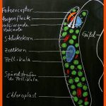 Biologie & Chemie Fuer Amöbe Arbeitsblatt
