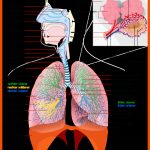 Biologie & Chemie Fuer Aufbau Der Lunge Arbeitsblatt