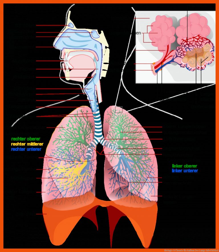 Biologie & Chemie für Aufbau Der Lunge Arbeitsblatt