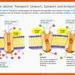 Biologie - Cytologie Fuer Zelluläre Transportvorgänge Im überblick Arbeitsblatt