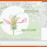 Biologie â Moderneseiten.de Fuer Aufbau Einer Blüte Arbeitsblatt