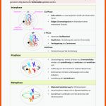 Biologie â Zytologie: Zellteilung (mitose Und Meiose) - Docsity Fuer Mitose Arbeitsblatt Lösungen