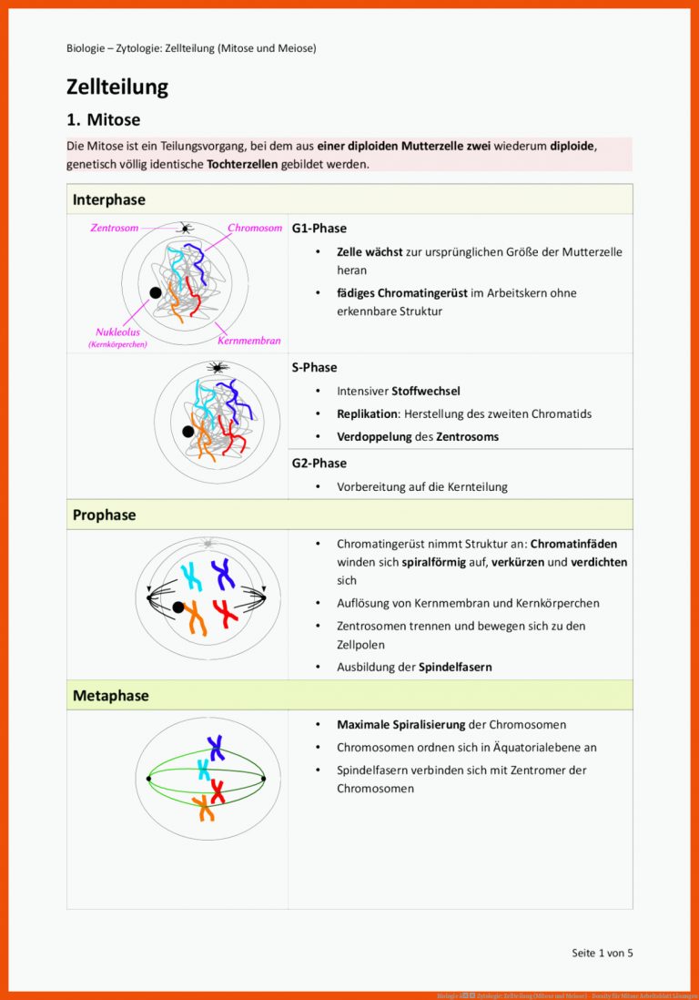 Biologie â Zytologie: Zellteilung (Mitose und Meiose) - Docsity für mitose arbeitsblatt lösungen