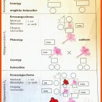 Biologie Genetik Ab? (schule, Klasse 10, Arbeitsblatt) Fuer Schematisierte Enzymreaktionen Arbeitsblatt Lösungen