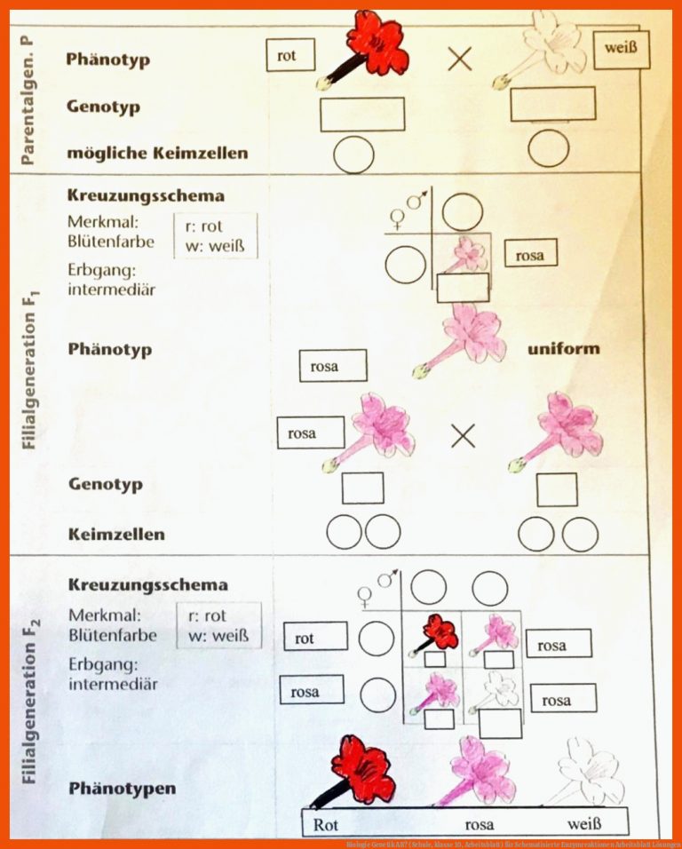 Biologie Genetik AB? (Schule, klasse 10, Arbeitsblatt) für schematisierte enzymreaktionen arbeitsblatt lösungen