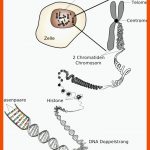 Biologie_genetik Fuer Dna Aufbau Arbeitsblatt Klett