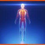 Biologie Haltung Und Bewegung : Knochen, Muskeln, Sehnen Fuer Muskulatur Und Bewegung Arbeitsblatt Mit Lösungen