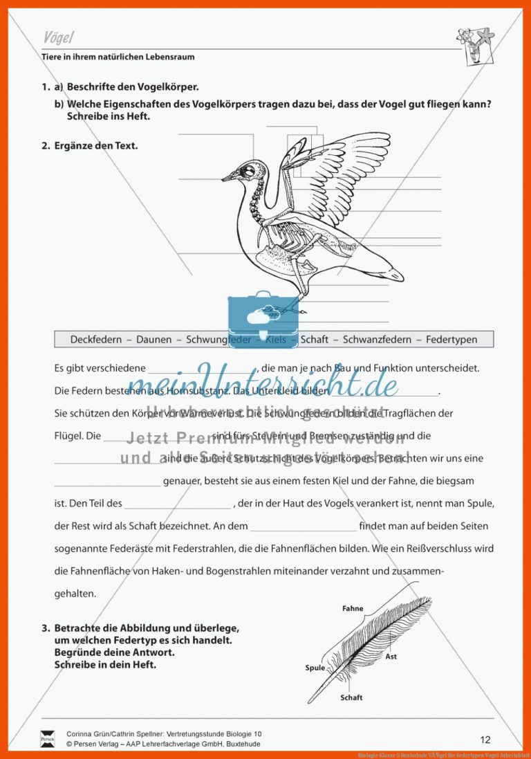 Biologie Klasse 5 Realschule VÃ¶gel für federtypen vogel arbeitsblatt