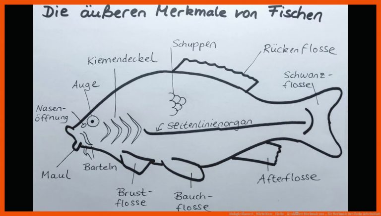 Biologie Klasse 6 _ Wirbeltiere _ Fische _ Ã¤uÃere Merkmale Von ... Fuer Merkmale Der Fische Arbeitsblatt