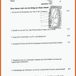 Biologie Klassenarbeit Mit LÃ¶sungen: Zellen - Docsity Fuer Biologie Klasse 7 Arbeitsblätter