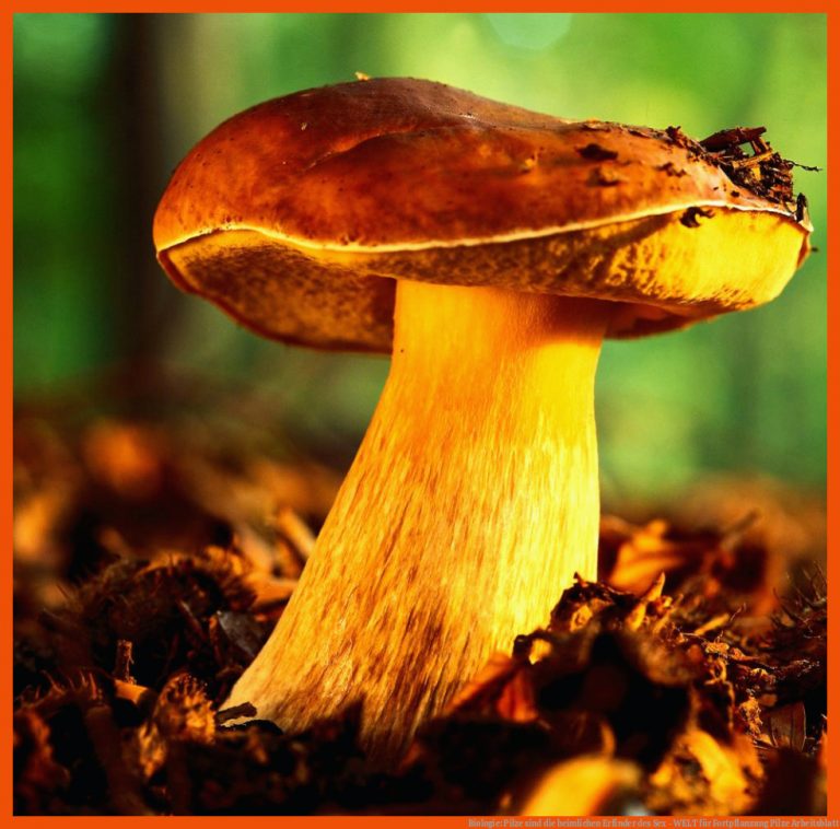 Biologie: Pilze sind die heimlichen Erfinder des Sex - WELT für fortpflanzung pilze arbeitsblatt