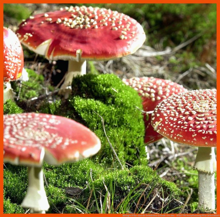Biologie: Pilze sind die heimlichen Erfinder des Sex - WELT für fortpflanzung pilze arbeitsblatt