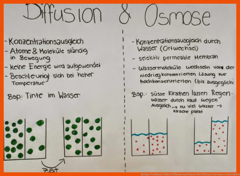 Biologie Praktikum: Plakat: Diffusion und Osmose für diffusion und osmose arbeitsblatt