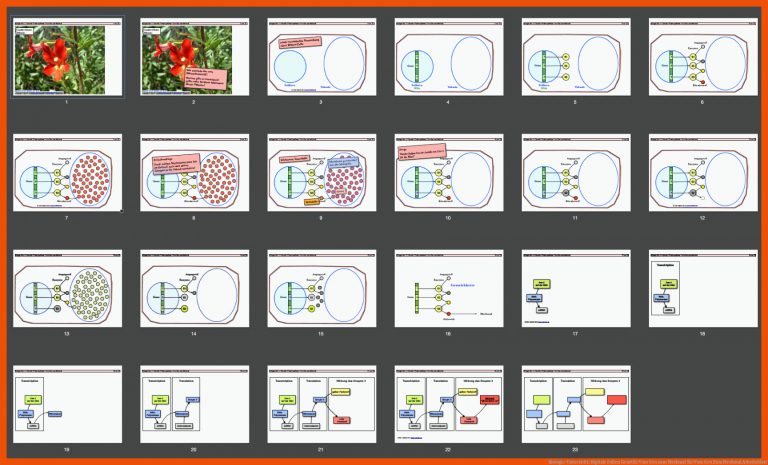 Biologie-Unterricht: Digitale Folien Genetik: Vom Gen zum Merkmal für vom gen zum merkmal arbeitsblatt