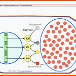 Biologie-unterricht: Digitale Folien Genetik: Vom Gen Zum Merkmal Fuer Vom Gen Zum Merkmal Arbeitsblatt