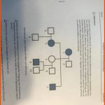 Biologie, Vererbungslehre? (schule, Stammbaum, Albinismus) Fuer Mutation Und Modifikation Arbeitsblatt Lösungen