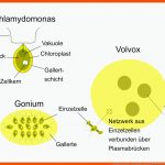 Biologische Evolution - Vom Einzeller Zum Vielzeller Fuer Von Der Zelle Zum organismus Arbeitsblatt Lösungen