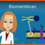 Biomembran - Aufbau Und Funktion Fuer Zelluläre Transportvorgänge Im überblick Arbeitsblatt