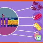 Biomembran â¢ Aufbau, Funktion Und Endomembransystem Â· [mit Video] Fuer Biomembran Aufbau Arbeitsblatt