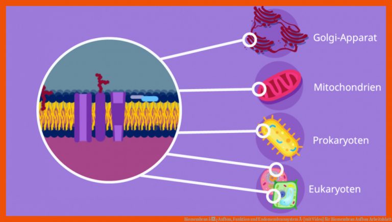 Biomembran â¢ Aufbau, Funktion und Endomembransystem Â· [mit Video] für biomembran aufbau arbeitsblatt