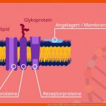 Biomembran â¢ Aufbau, Funktion Und Endomembransystem Â· [mit Video] Fuer Biomembran Aufbau Arbeitsblatt