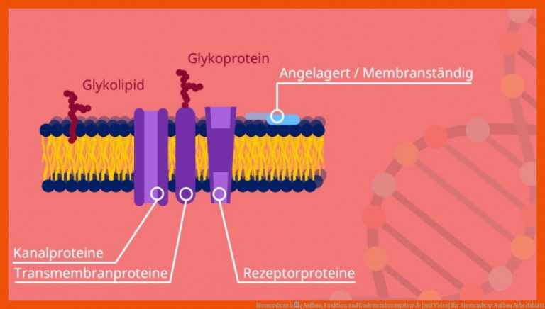 Biomembran â¢ Aufbau, Funktion und Endomembransystem Â· [mit Video] für biomembran aufbau arbeitsblatt