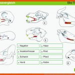 Biotop 1 Gebissvergleich Schrittweiser Aufbau Des Tafelbildes ... Fuer Gebiss Rind Arbeitsblatt