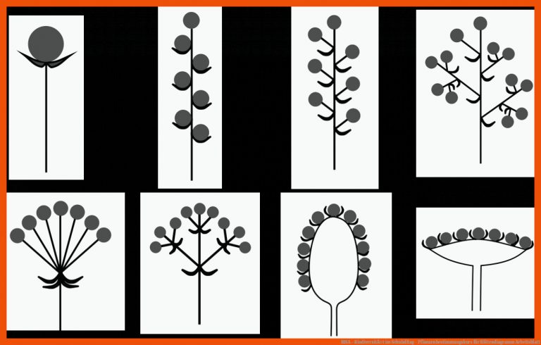 BISA - BiodiversitÃ¤t im Schulalltag - Pflanzenbestimmungskurs für blütendiagramm arbeitsblatt