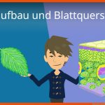 Blattaufbau Und Blattquerschnitt Fuer sonnenblatt Schattenblatt Arbeitsblatt