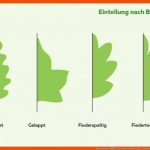 Blattformen: Ãbersicht Und Funktion Fuer Laubbäume Blätter Bestimmen Arbeitsblatt