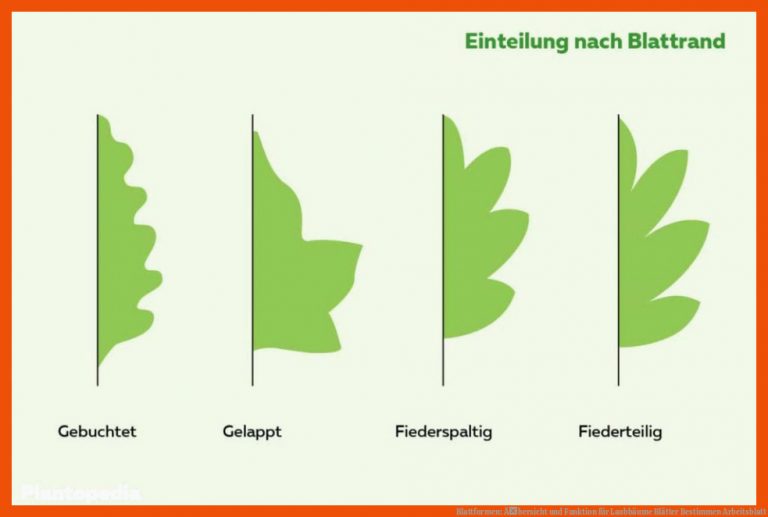Blattformen: Ãbersicht Und Funktion Fuer Laubbäume Blätter Bestimmen Arbeitsblatt