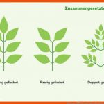 Blattformen: Ãbersicht Und Funktion Fuer Laubbäume Blätter Bestimmen Arbeitsblatt