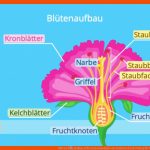 BlÃ¼te â¢ Aufbau, BlÃ¼tenbestandteile Mit Funktion Â· [mit Video] Fuer Von Der Blüte Zur Frucht Arbeitsblatt Lösungen