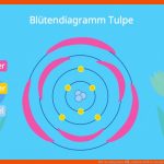 BlÃ¼tendiagramm â¢ Einfach ErklÃ¤rt, Beispiele Â· [mit Video] Fuer Tulpe Aufbau Arbeitsblatt